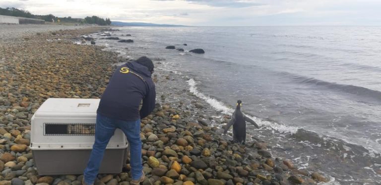 210107_pinguino_magallanes_05
