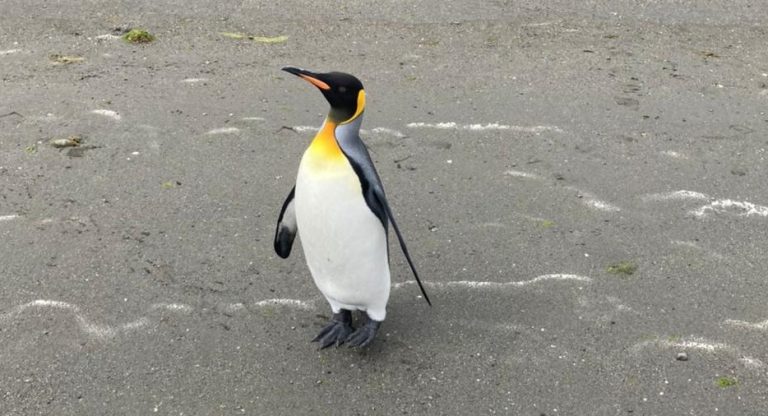 Pingüino rey 1