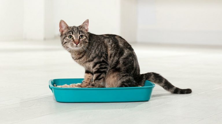 Arena-gatos-02.jpg