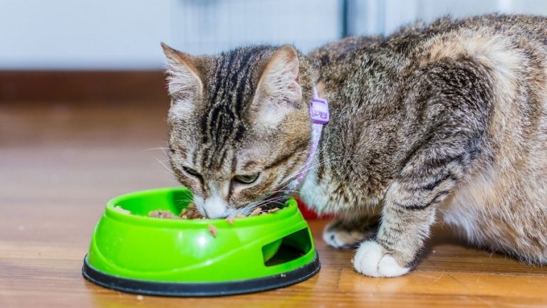 Gato comiendo 2