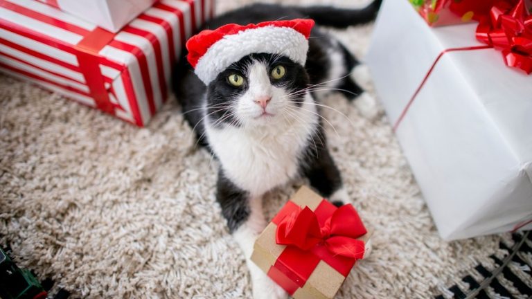 Regalo Navidad mascotas 02