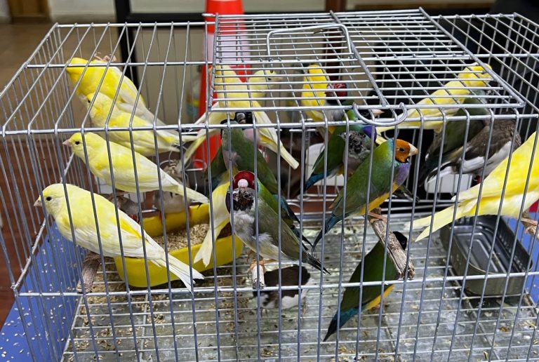 Aves 2