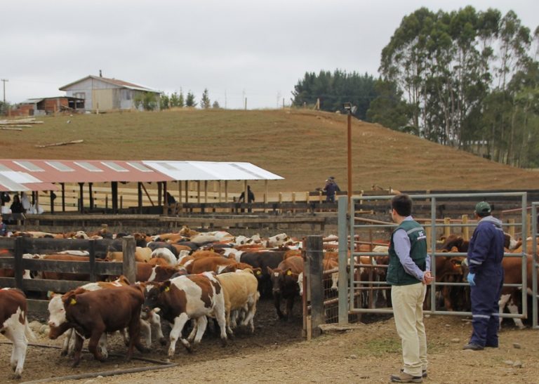 Vacas 2