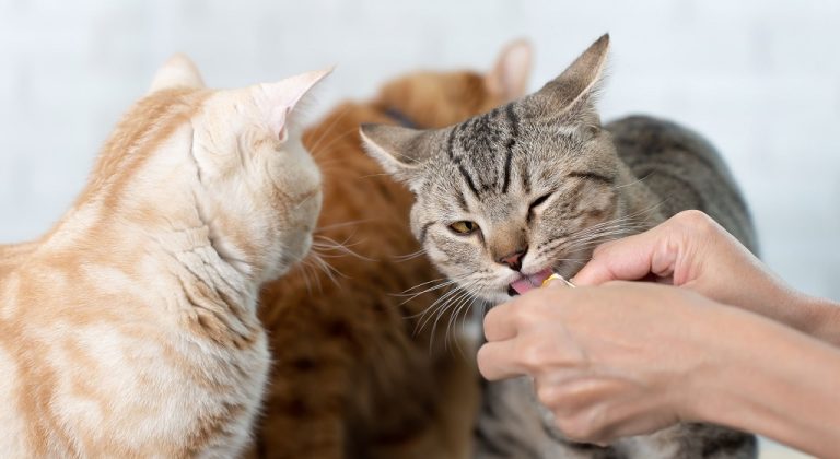 gatos