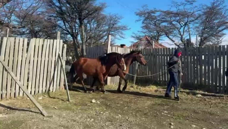 CABALLOS DEVUELTOS TRAS PAGO DE MANTENCIÓN (3)