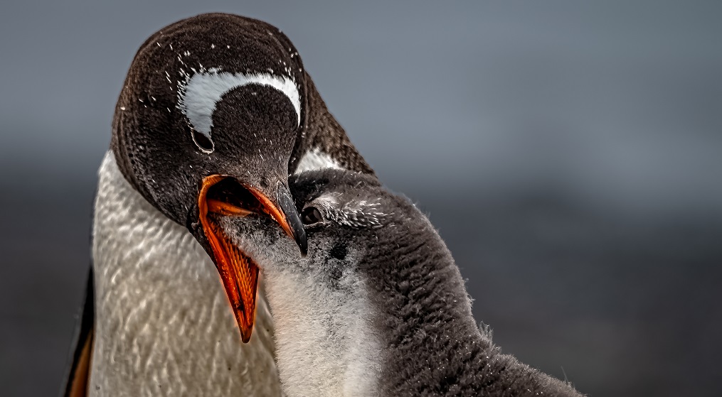 Ganador Ambientes_antaìrticos_y_subantaìrticos