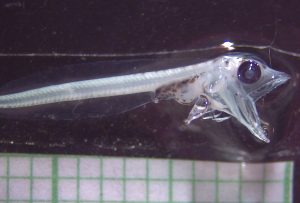 Larva pez hielo 1 (foto de Mauricio Landaeta y Tamara Segovia) 08