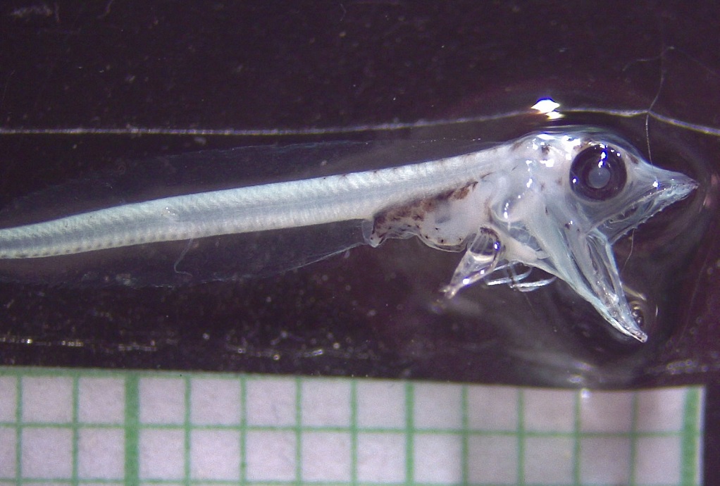 Larva pez hielo 1 (foto de Mauricio Landaeta y Tamara Segovia) 08