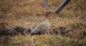 Canquén colorado FOTO Diego Nahuel