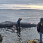 Sernapesca asiste con especialistas a registro y toma de muestras de ballena varada